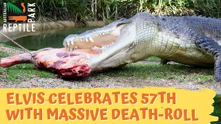 Elvis Celebrates 57th With Massive Death-Roll | Australian Reptile Park