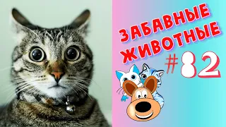 Приколы с Животными #82 / Смешные Животные 2020 / Приколы / Приколы про Животных / Лучшие Приколы