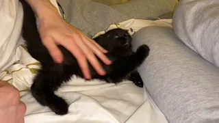 My kitten constantly demanding attention