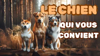 Quelle race de chien est faite pour vous? Comment faire le bon choix