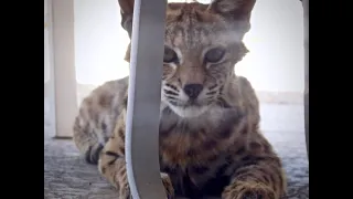 Bobcat on the Porch: Bobbina is back, napping in the shade on a hot summer day in an Arizona yard