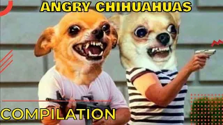 Angry chihuahua compilation 🐶 The most angry chihuahua 🐶 Funny chihuahua tiktok compilation