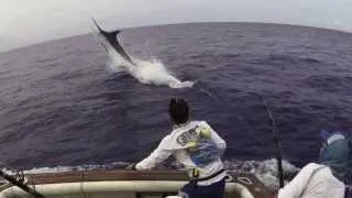 Fighting Blue Marlin 1075 lbs Grander! Amazing jumps!