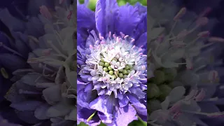 🌹 САМЫЙ Красивый Цветок для Вашего Сада 💕👍 Скабиоза 😍