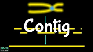 Contig | What Are Contigs & Reads |