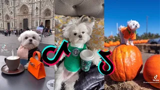 😍 Cutest Maltese Dog 😂 Funny and Cute Maltese Puppies and Dogs Videos