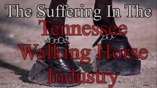 The Suffering In The Tennessee Walking Horse Industry