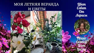 МОЯ ЛЕТНЯЯ ВЕРАНДА И ЦВЕТЫ