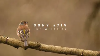 Sony a7IV für Wildlife - Sigma 150-600 Contemporary