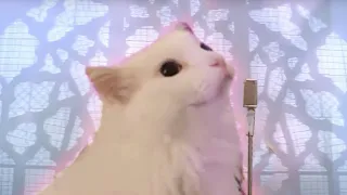 Never gonna Meow you up