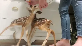 Bottletime Baby Deer Fawn | Magnolia Episode 9 |  Donations Needed!  www.magnoliafawnrescue.com