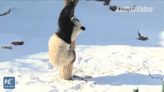 Kung Fu Panda: Adorable cubs play in the snow