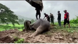 BABY ELEPHANT SAVED IN DRAMATIC RESCUE FROM MANHOLE IN THAILAND, HEART ATTACK, MOTHER-  VIRAL VIDEO