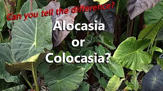 Alocasia or Colocasia Quiz | What's the Difference Between These Two Types of Elephant Ear Plants?