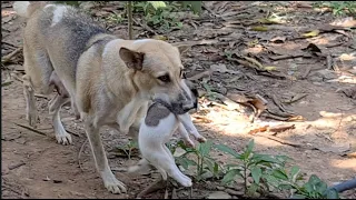 How Amazing mother dog moves newborn puppies from one place to another by using mouth