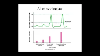 5.1.3. Neuronal Communication c) PART 3 All or nothing law and saltatory conduction