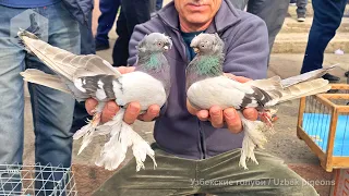 Bird Market in Tashkent - PIGEONS (06.03.2021)