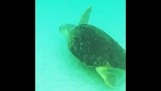 Sea turtle swim by while paddle (Yoloboard) boarding in Destin, Florida