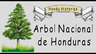 Árbol Nacional Honduras