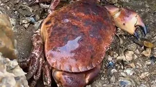 [Niu Niu's Giant Bread Crab] Bigger than its head  a meal in one!