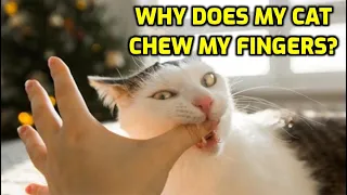 Why Does My Cat Lick And Nibble My Fingers?