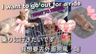 🇹🇼本喵想出去兜風❗旅行したい❗I want to travel❗#猫#cat#貓#taiwan#橘貓#kitten#funny#台湾