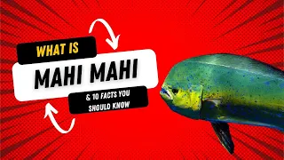 Exploring the Majestic Mahi-Mahi: Facts, Habitat, and Conservation