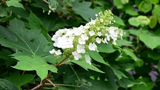 KNG Memorial Day 2023 #nativeplants #pollinatorgarden