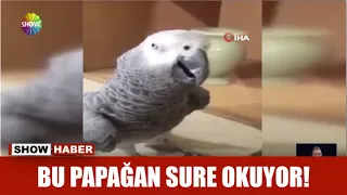 Bu papağan sure okuyor!