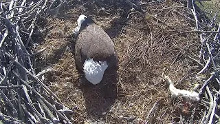 Xcel Energy Fort Saint Vrain Eagle Cam 15.04.2024