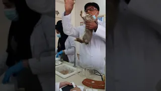 محاظره لبدأ تشريح الارنب وكيفيه قتله😥🧪