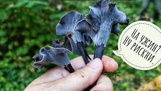 Rare delicious mushrooms - black chanterelles. Where do they grow, what do they look like?