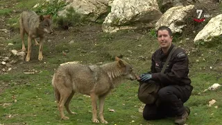 El último refugio del lobo ibérico | El Correvuela