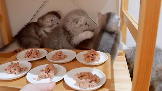 It's so cute to see a kitten who doesn't notice the food and rushes to dinner...