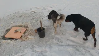 Пошли с собаками на пруд в -20°. Хаски Майя убежала по своим делам.  Рыбы в этот раз нету!