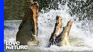 Crocodiles Fight To Death Over Carcass