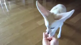 funniest fennec fox and cute funny animals videos