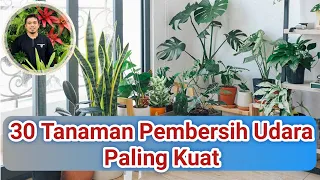 Penting! Tanam 30 Tanaman ini Agar Sehat, Manfaat Tanaman di rumah, Pembersih Udara Agar Tubuh Sehat