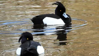 Real sounds of tufted ducks, Close-Up