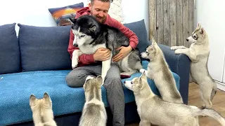 Unbelievable Escape: My Dogs Run from the Cutest Husky Puppies