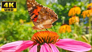 Beautiful Butterflies on flowers, 4K video