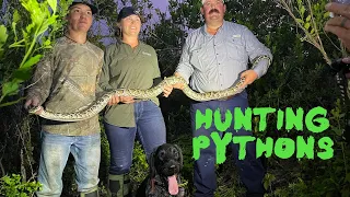 Hunting Invasive Pythons in the Everglades with Python Cowboy