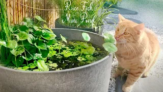 DIY Japanese Rice Fish Mini Pond in a Peaceful Garden (Medaka Biotope)