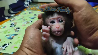 Monkey Chiro Family - Newborn Chika can sit up and walk a little (CHIRO #050)