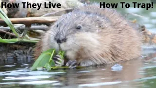 Muskrat Facts! How They Live & How To Trap!
