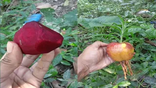 #Unique Skills.How to Grow #Apple tree Growing #success #100