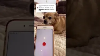 Проверяю переводчик для собак на своей собаке🐕😂