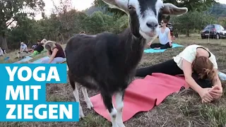 Yoga mit Ziegen - eine besondere Art der Entspannung