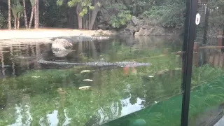 Alligator, loro parque, tenerife