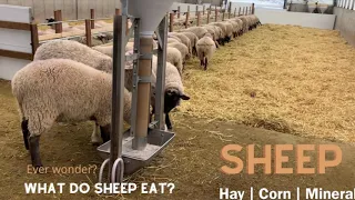 Sheep Feeding for 101 Ewes in our Repurposed Barn